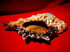 Ceramica Seashell Planter